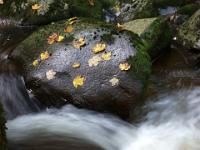 Blätter auf nassem Fels mit Kaskade - Buchberger Leite